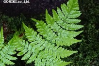 樹海ネイチャーツアー