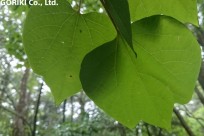 樹海ネイチャーツアー