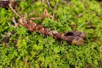 樹海ネイチャーツアー
