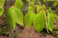 樹海ネイチャーツアー