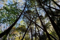 樹海ネイチャーツアー