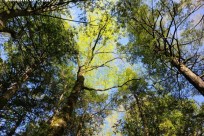 樹海ネイチャーツアー