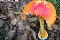 樹海ネイチャーツアー