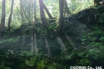 樹海ネイチャーツアー