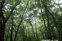 樹海ネイチャーツアー
