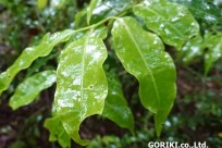 樹海ネイチャーツアー