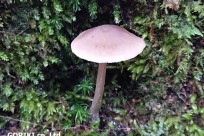 樹海ネイチャーツアー