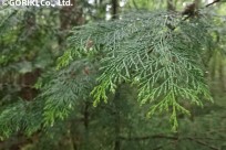 樹海ネイチャーツアー