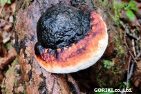 樹海ネイチャーツアー