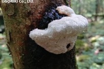 樹海ネイチャーツアー