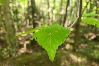 樹海ネイチャーツアー