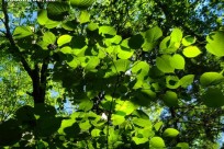 樹海ネイチャーツアー