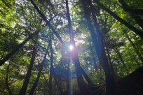 樹海ネイチャーツアー