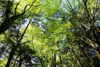 樹海ネイチャーツアー