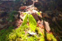 樹海ネイチャーツアー