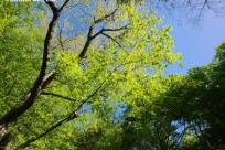 樹海ネイチャーツアー