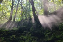 樹海ネイチャーツアー