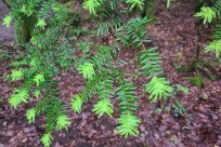 樹海ネイチャーツアー