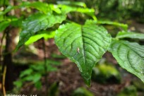 樹海ネイチャーツアー