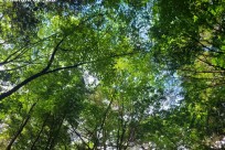 樹海ネイチャーツアー