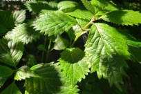 樹海ネイチャーツアー