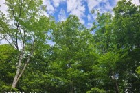 樹海ネイチャーツアー