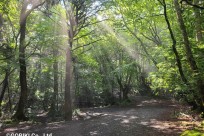 樹海ネイチャーツアー
