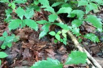 樹海ネイチャーツアー