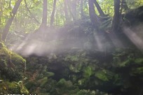 樹海ネイチャーツアー