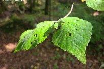 樹海ネイチャーツアー