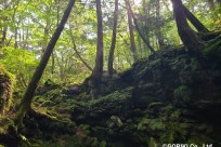 樹海ネイチャーツアー