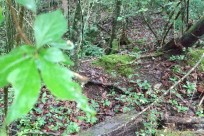 樹海ネイチャーツアー