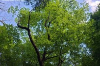 樹海ネイチャーツアー