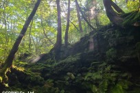 樹海ネイチャーツアー