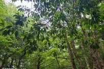 樹海ネイチャーツアー