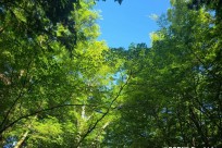 樹海ネイチャーツアー