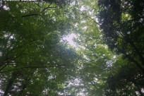 樹海ネイチャーツアー