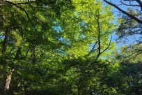 樹海ネイチャーツアー