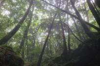 樹海ネイチャーツアー