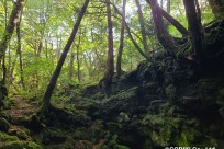 樹海ネイチャーツアー