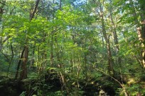 樹海ネイチャーツアー