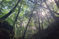 樹海ネイチャーツアー