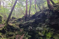 樹海ネイチャーツアー