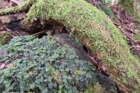 樹海ネイチャーツアー