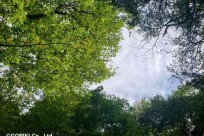 樹海ネイチャーツアー