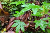 樹海ネイチャーツアー