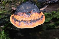 樹海ネイチャーツアー