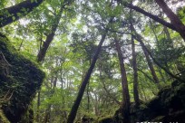 樹海ネイチャーツアー