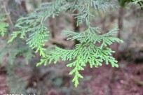 樹海ネイチャーツアー