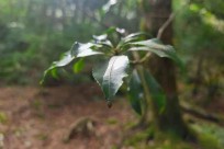 樹海ネイチャーツアー